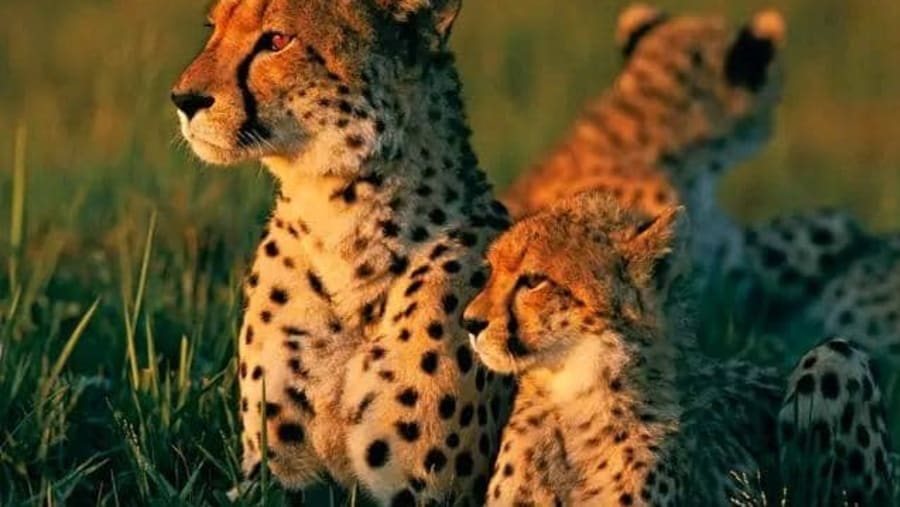 Witness the African wildlife