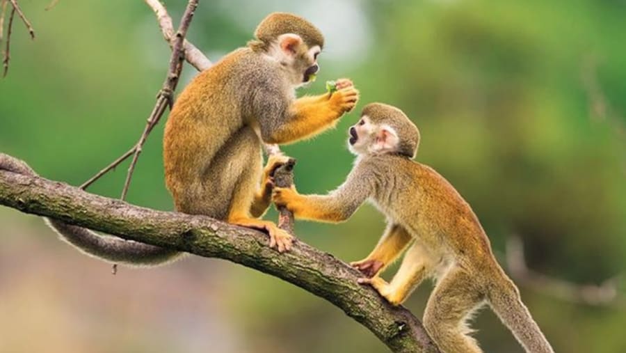 Exploring wildlife at Monkey Island