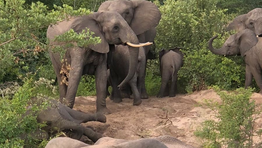 Elephants