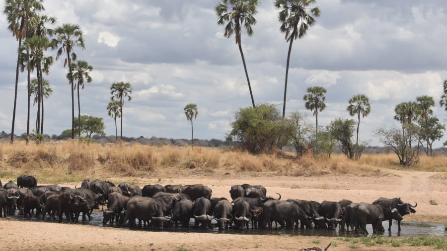 Spot the majestic African elephant