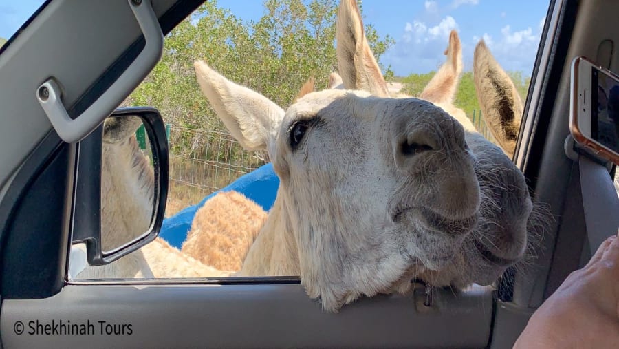 Donkeys