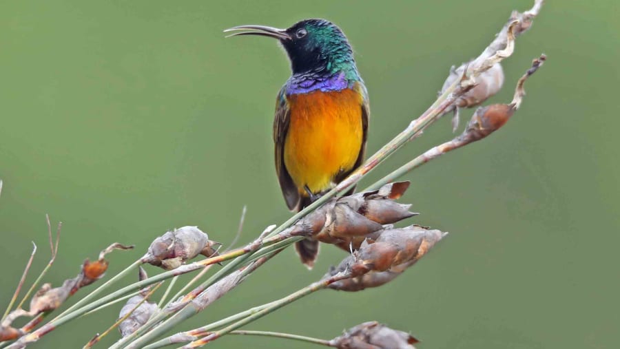 The Orange Breasted Sunbird one of the Endemic species that can be encountered on the tour.