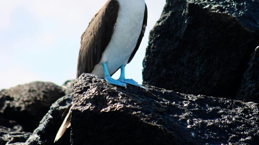 Blue-footed booby