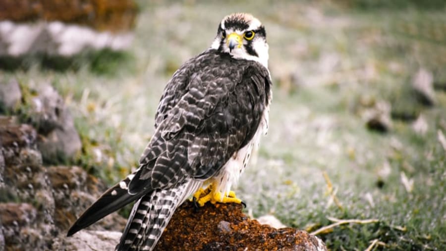 Hawk at Serengeti National Park