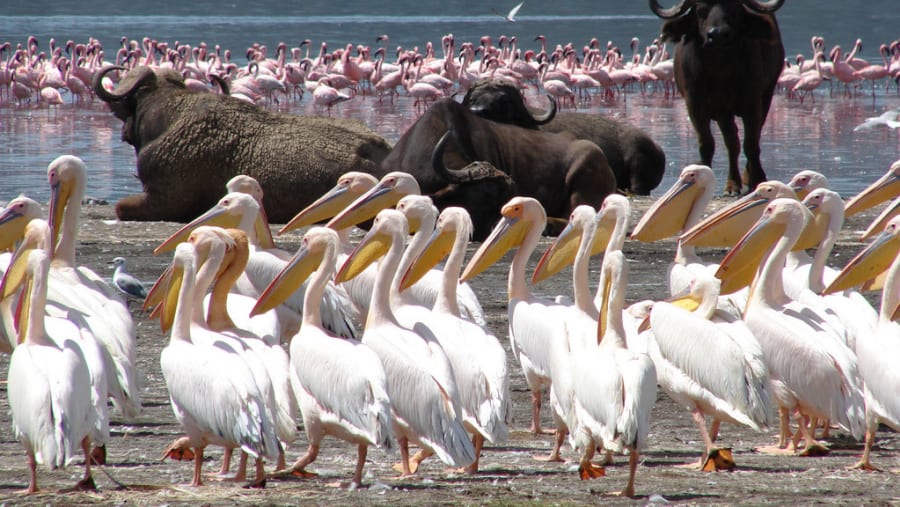 Bird watching in Lake Nakuru