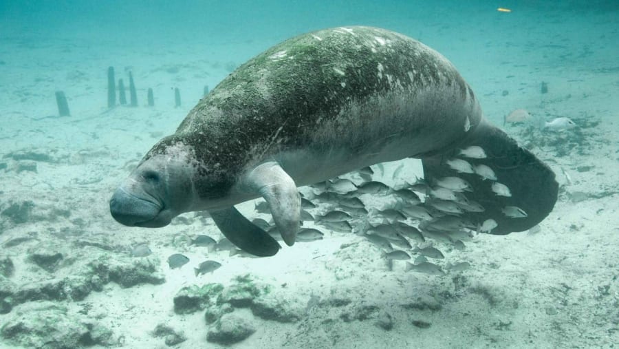 Manatee