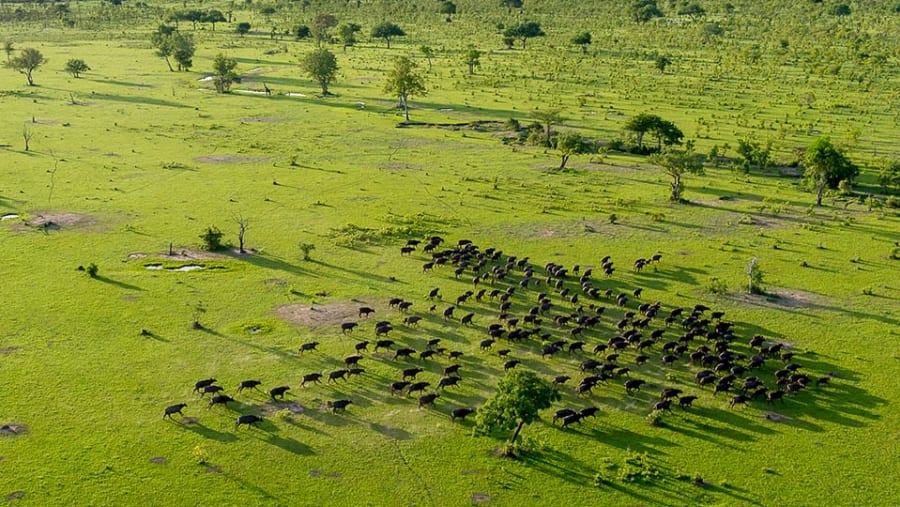 Wild buffaloes at Selous Game Reserve