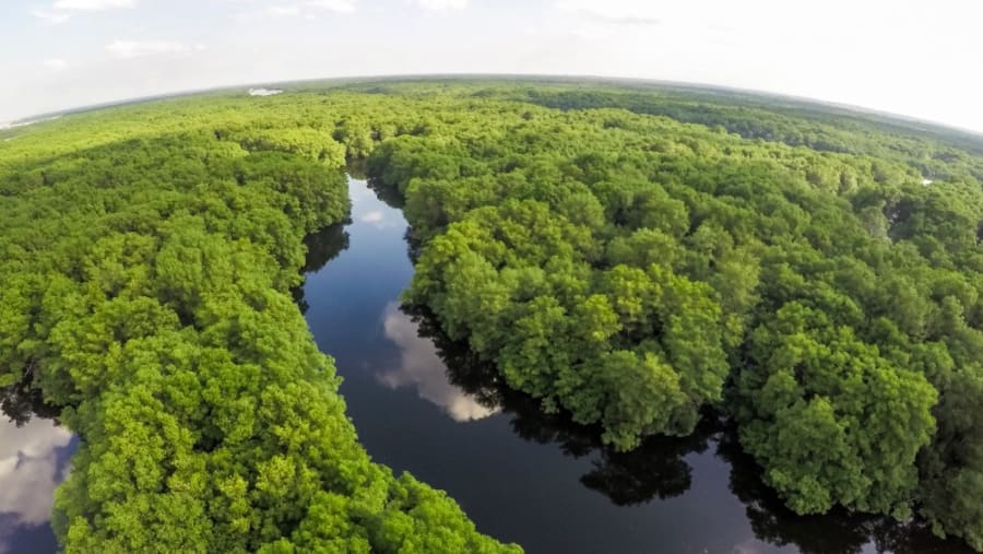 Amazon Rainforest