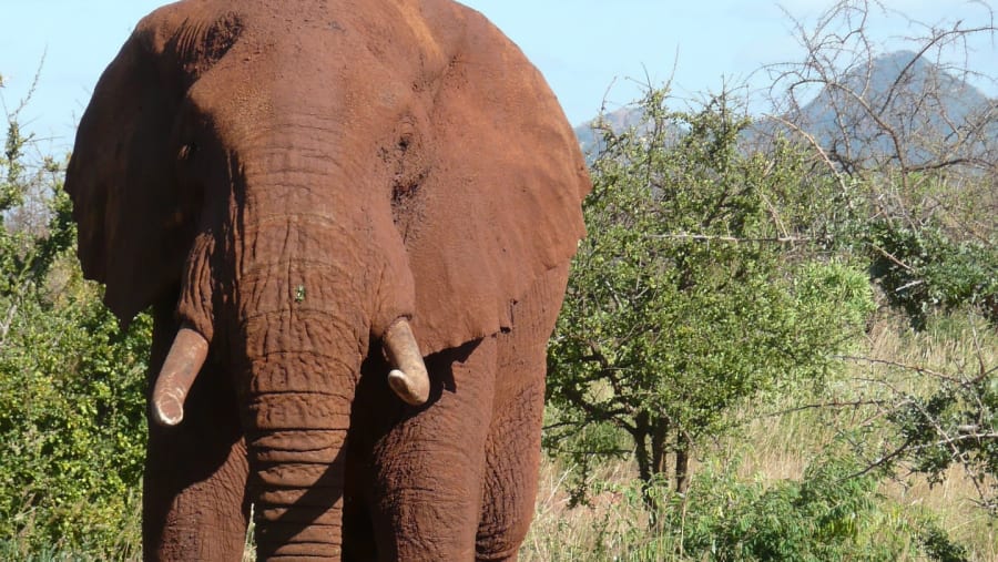 Witness the African wildlife