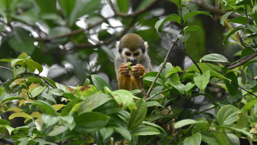 Common squirrel monkey