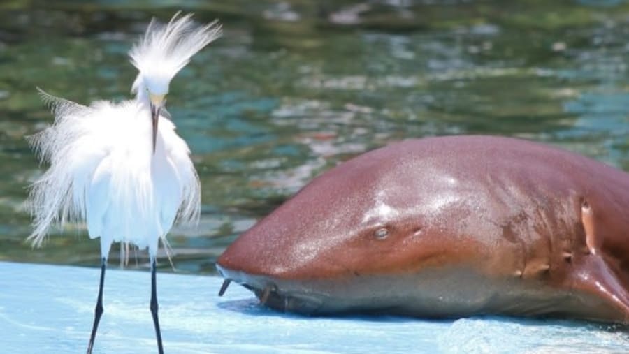 See Dolphins at the San Martin de Pajarales Island, Colombia