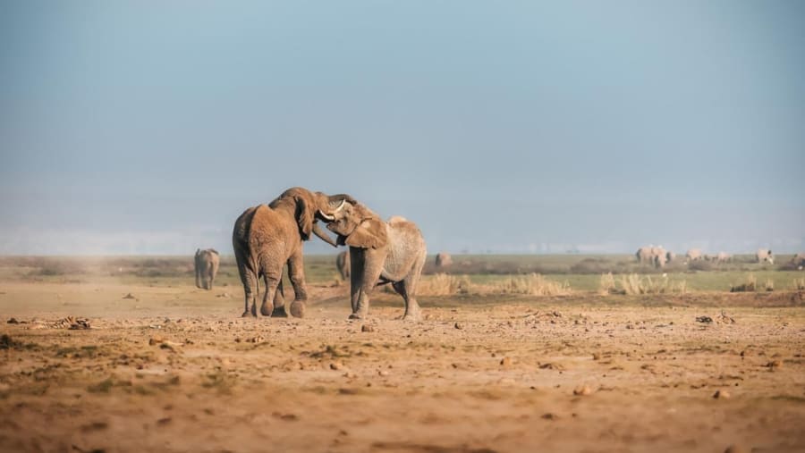 Witness the African wildlife