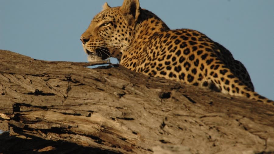 Leopard on a Tree Branch