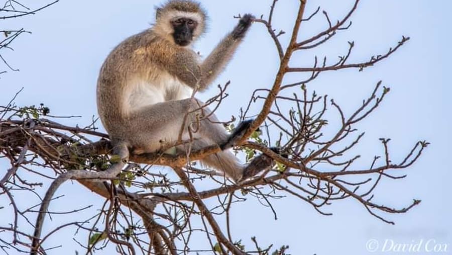 Spot the adorable monkeys on the safari