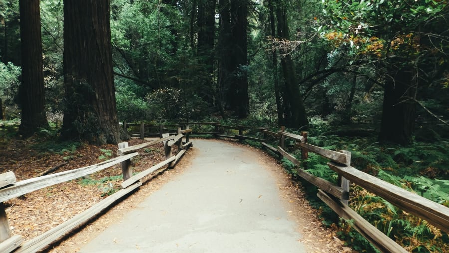 Stroll through Muir Woods