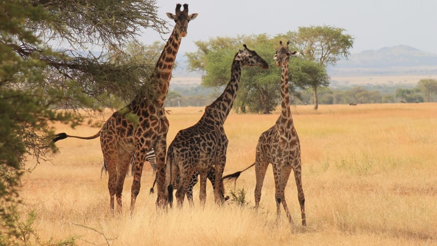 Masai Giraffe