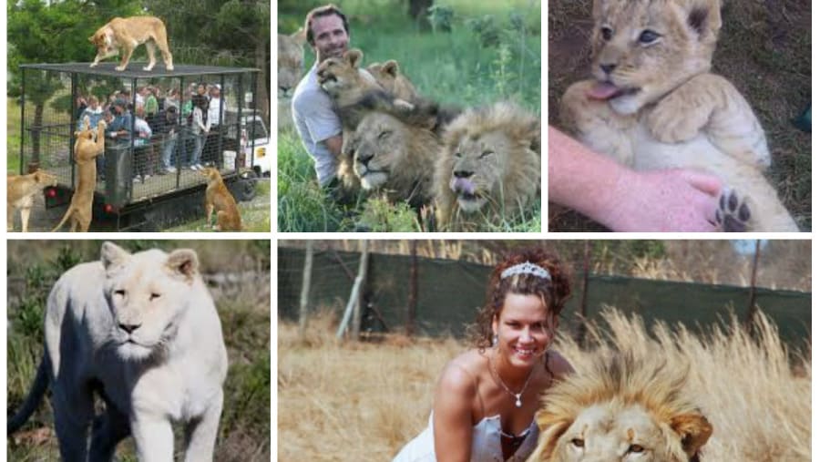 Lion Park