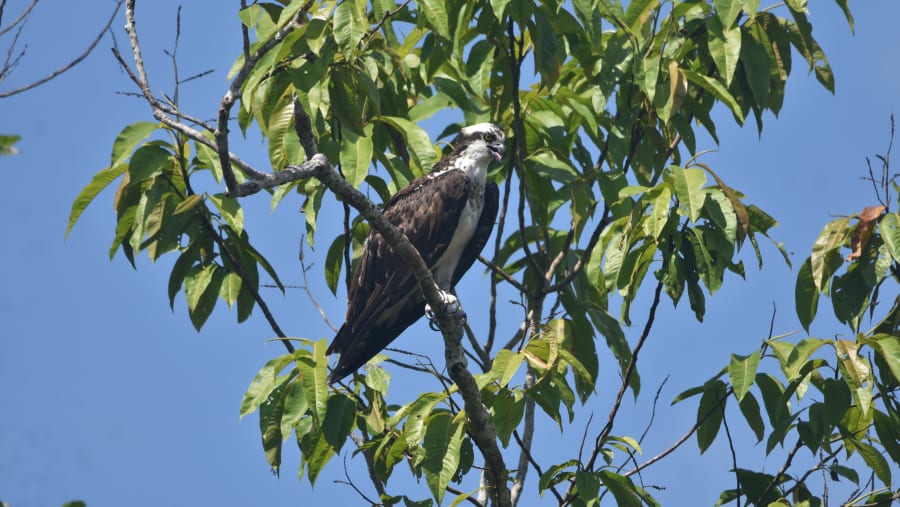 Secrets of Cuyabeno