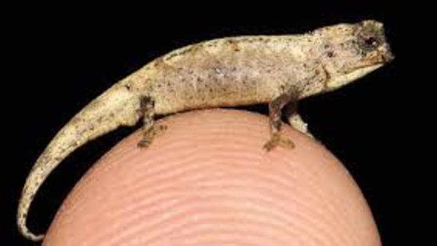 Madagascar Smallest Chameleon