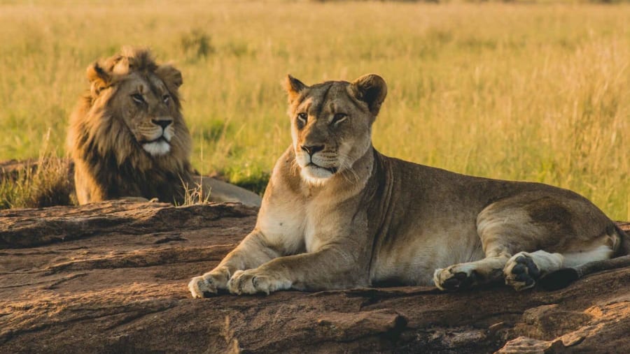 Wildlife in Africa