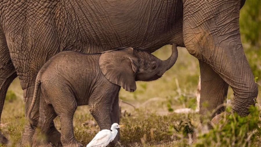 See elephants in Amboseli National Park, Kenya