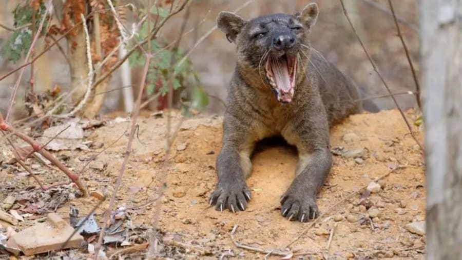 Fosa
