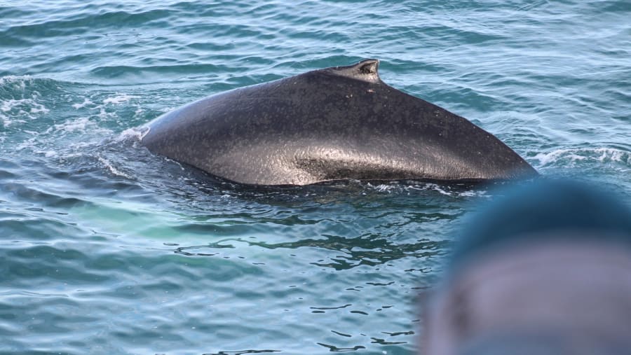 Humpback whale
