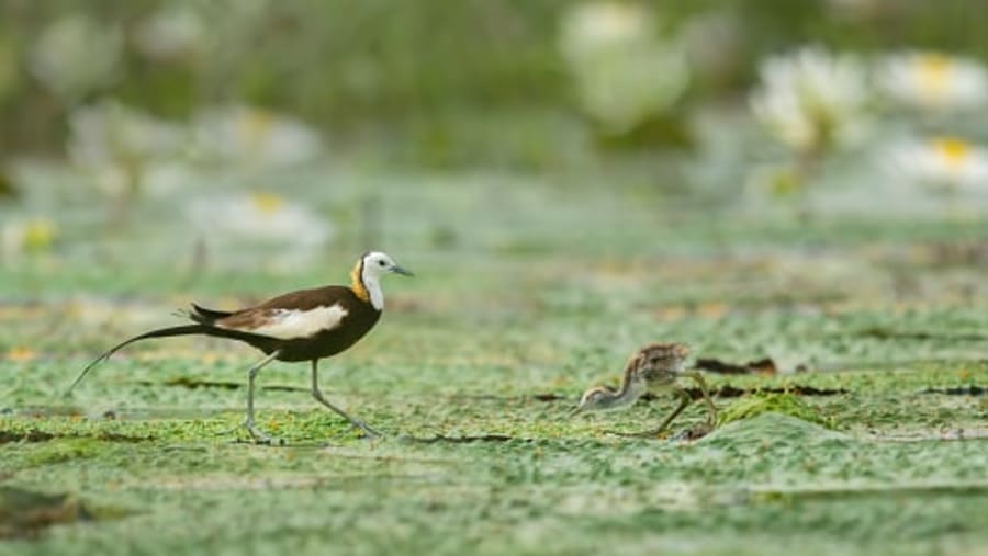 Pheasent Tailed Jacana
