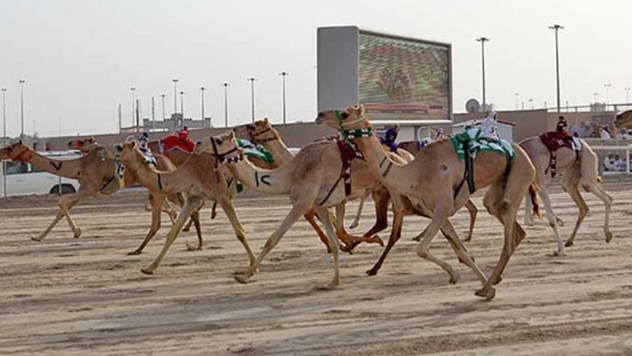 camel race