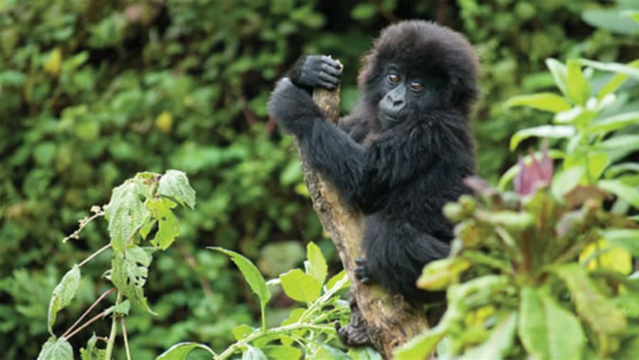 Bwindi Impenetrable National Park, Uganda