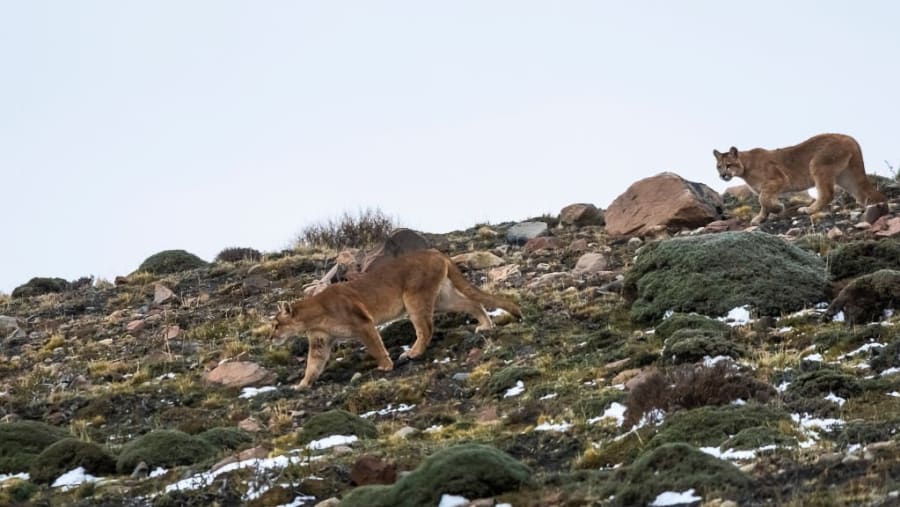 Spot the elusive Patagonian Puma