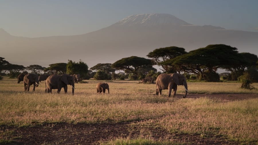 Spot Elephants in Masai Mara National Park