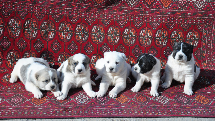 Puppies