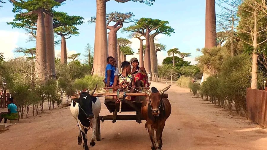 Spot the alluring baobab avenues