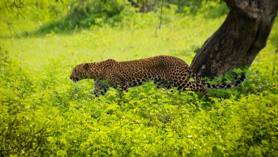 Yala National Park