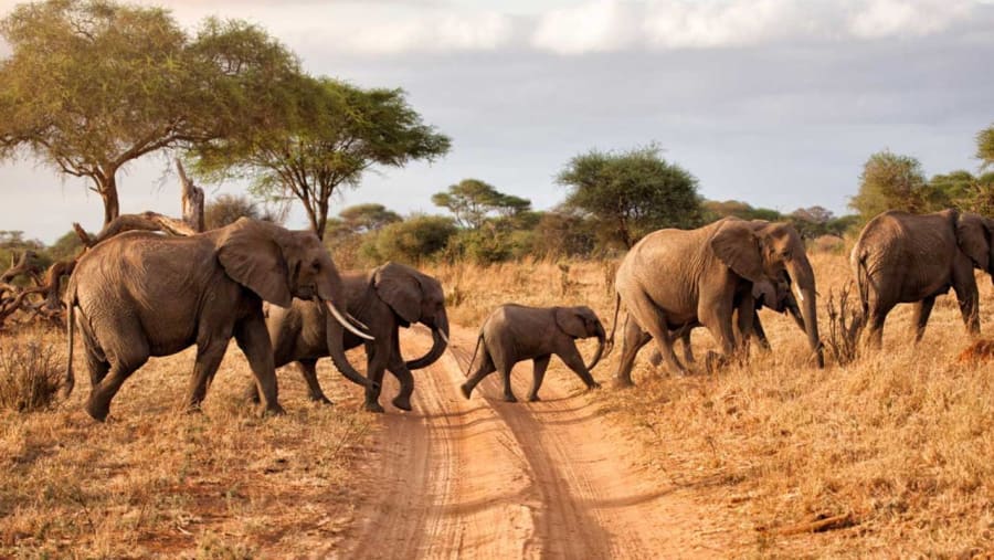 Elephant
