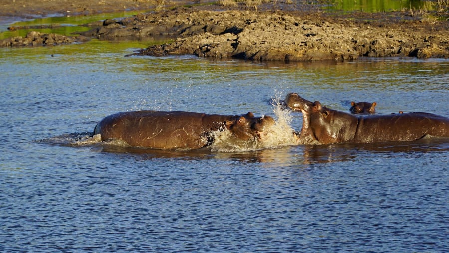 Witness the wildlife
