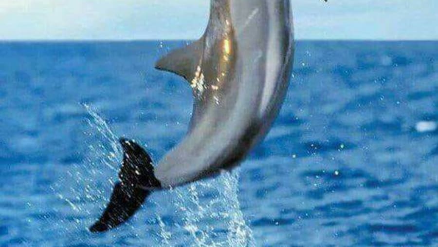 Swim with Dolphins