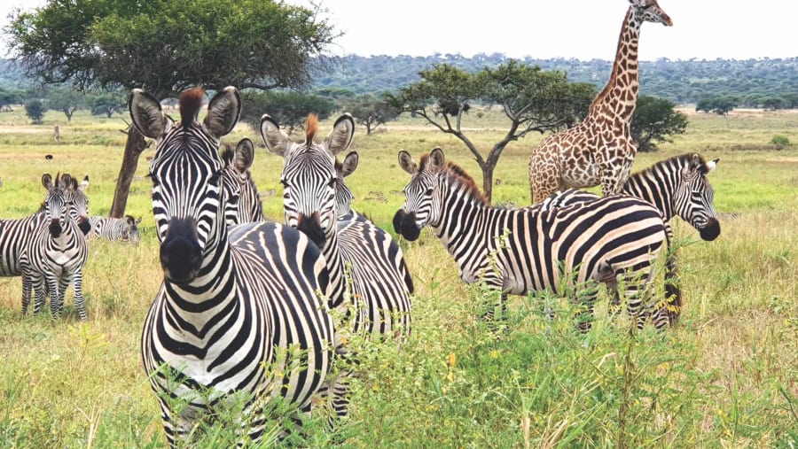 Witness the African wildlife