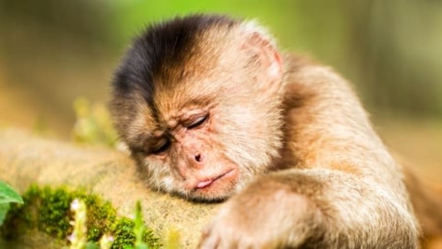 Capuchin