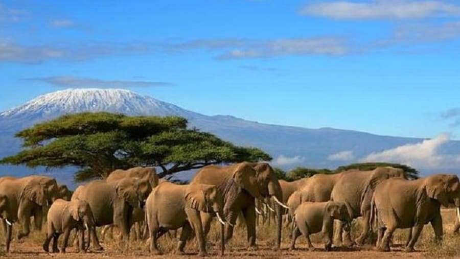 Amboseli National Park
