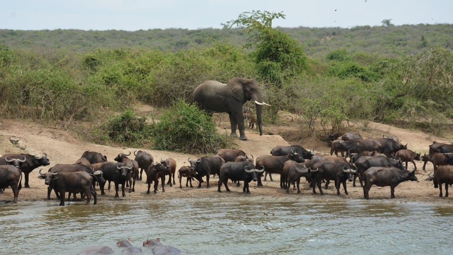 Herd of animals at Queen Elizabeth National Park