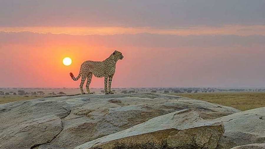 Cheetah during the sunset
