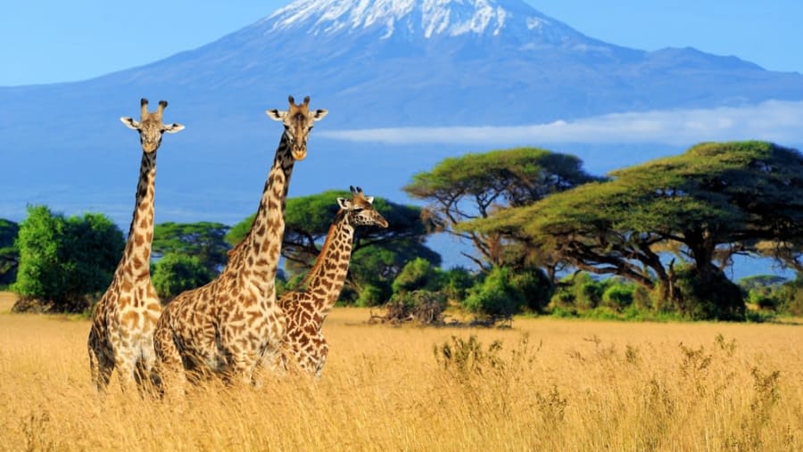 Kilimanjaro View