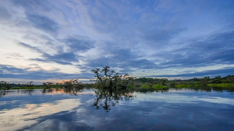 The Amazon