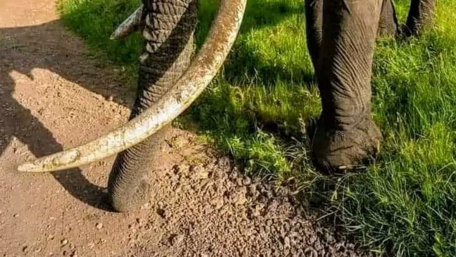 Safari Experience