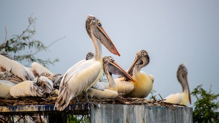Bharatpur Bird Sanctuary.
