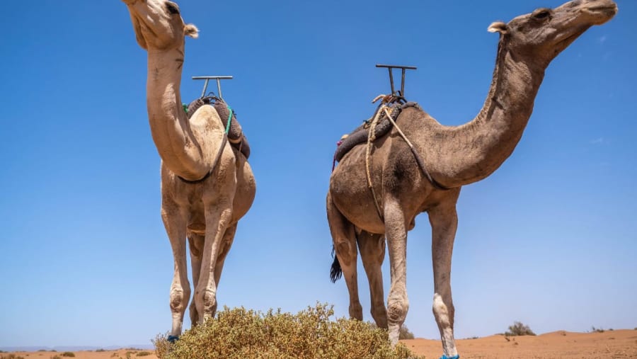 Camels