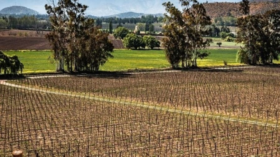 Vineyard