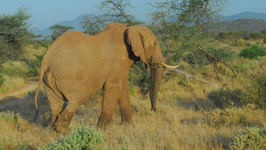Witness the African wildlife